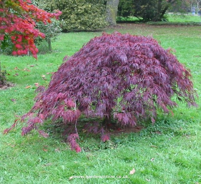 Acer palmatum Dissectum Garnet 80-90cm – Arțar Japonez Pletos cu Frunziș Roșu-Purpuriu Spectaculos 🍁✨