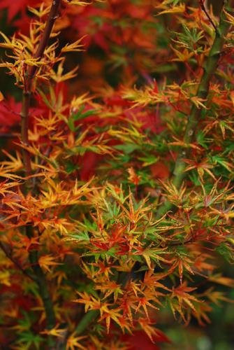 Arțarul japonez -Acer palmatum 'Okushimo' 1.4m  🍁🌿