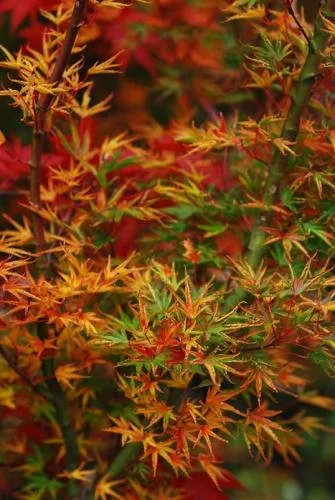 Arțarul japonez -Acer palmatum 'Okushimo' 1.4m  🍁🌿