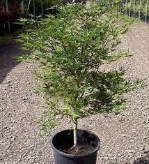 Arțarul japonez -Acer palmatum 'Okushimo' 1.4m  🍁🌿