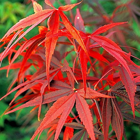 Acer palmatum 'Red Pygmy', un arțar japonez 1.4m  🍁🌿