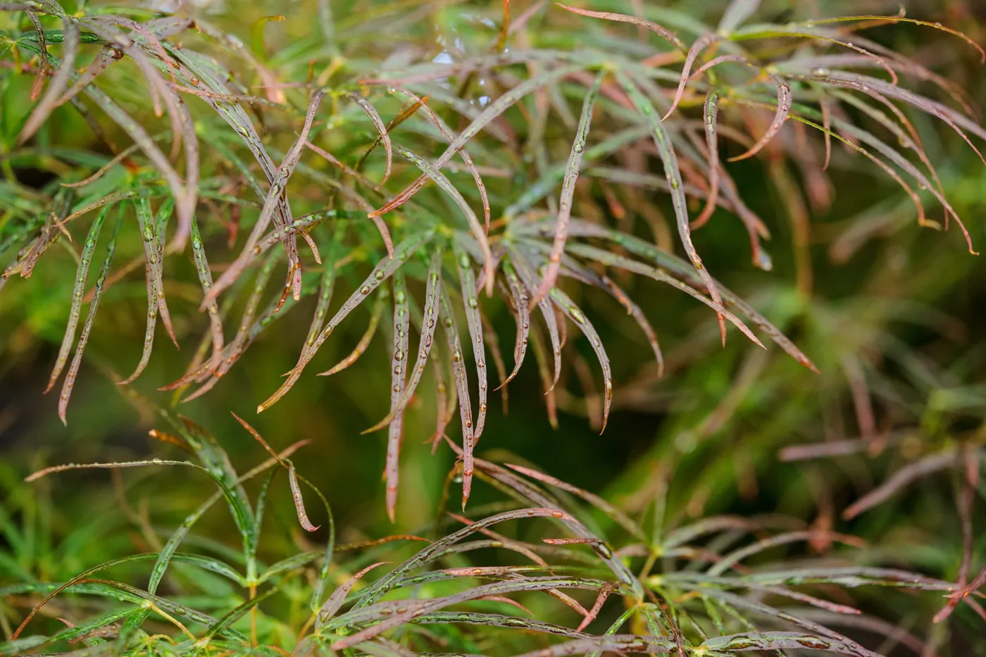 Acer palmatum 'Red Pygmy', un arțar japonez 1.4m  🍁🌿