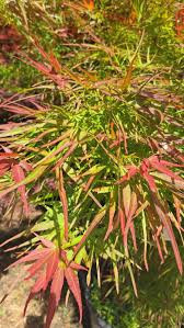 Acer palmatum 'Red Pygmy', un arțar japonez 1.4m  🍁🌿