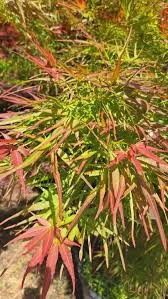 Acer palmatum 'Red Pygmy', un arțar japonez 1.4m  🍁🌿