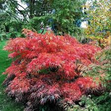 Acer palmatum 'Red Pygmy', un arțar japonez 1.4m  🍁🌿