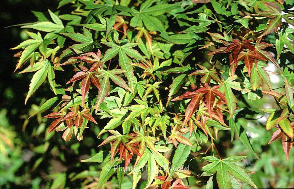 Acer palmatum 'Kogane Nishiki' 1.7m-1.8-arțar japonez  🍁🌿