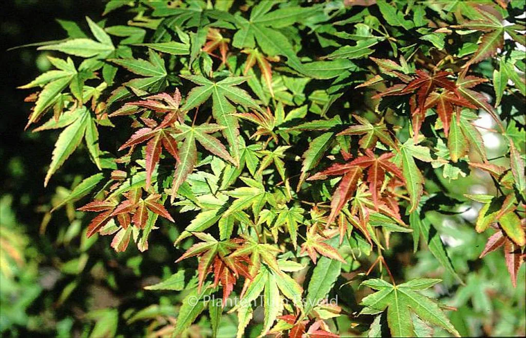 Acer palmatum 'Kogane Nishiki' 1.7m-1.8-arțar japonez  🍁🌿