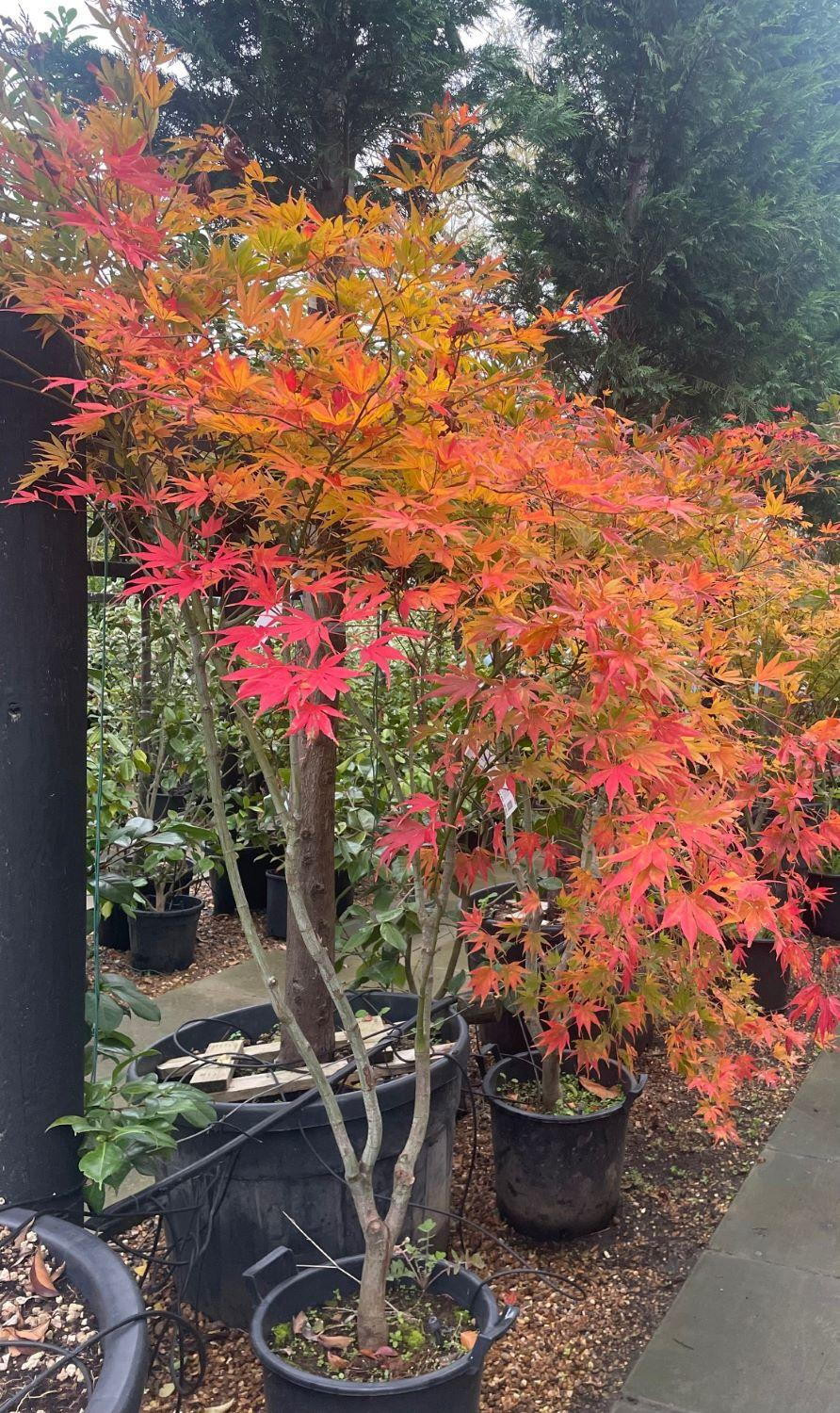 Acer palmatum 'Kogane Nishiki' 1.7m-1.8-arțar japonez  🍁🌿