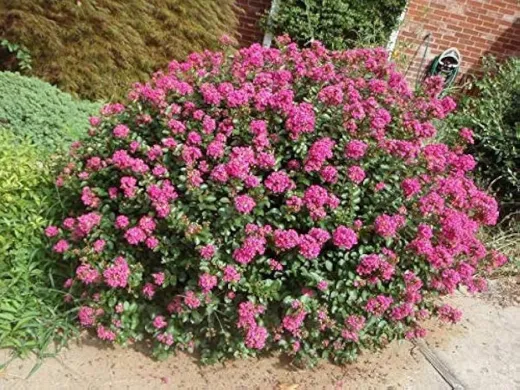 Liliac Indian Pitic ‘Pocomoke’ 9l (Lagerstroemia indica ‘Pocomoke’), Arbust Ornamental cu Flori Roz-Intens, în Ghiveci 9ll