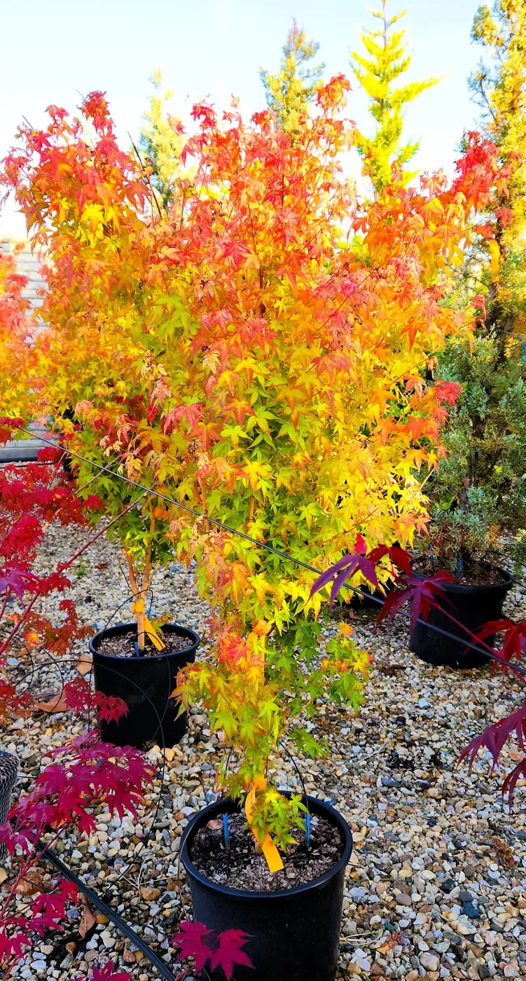 Arțar Japonez ‘Bi-Hoo’  1.2-1.4m (Acer palmatum ‘Bi-Hoo’),  Scoarță Galben-Aurie, Frunze Colorate,  🍁🌿