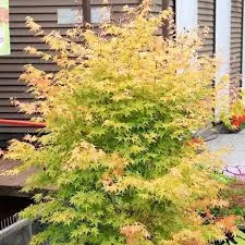 Arțar Japonez ‘Bi-Hoo’  1.2-1.4m (Acer palmatum ‘Bi-Hoo’),  Scoarță Galben-Aurie, Frunze Colorate,  🍁🌿