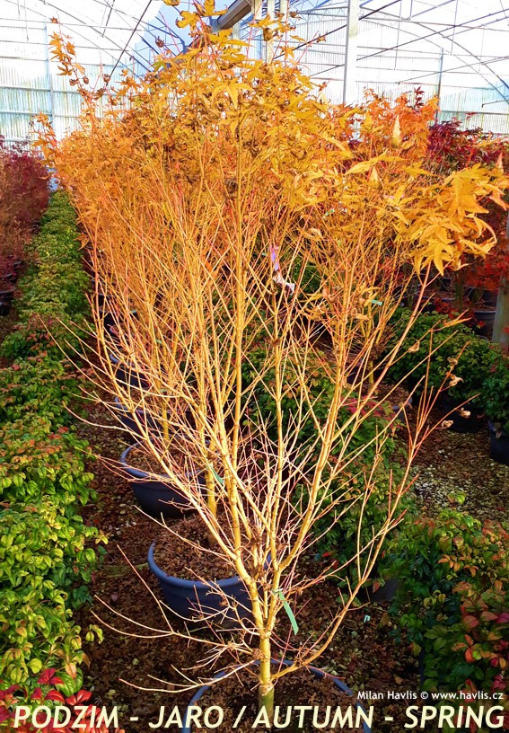 Arțar Japonez ‘Bi-Hoo’  1.2-1.4m (Acer palmatum ‘Bi-Hoo’),  Scoarță Galben-Aurie, Frunze Colorate,  🍁🌿