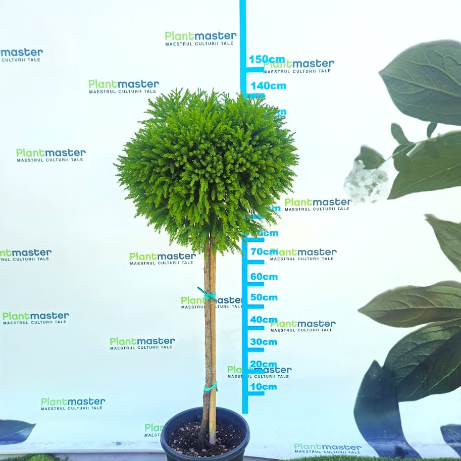 🌿 Cryptomeria japonica ‘Globosa Nana’ pe tulpină – conifer decorativ deosebit pentru grădini elegante