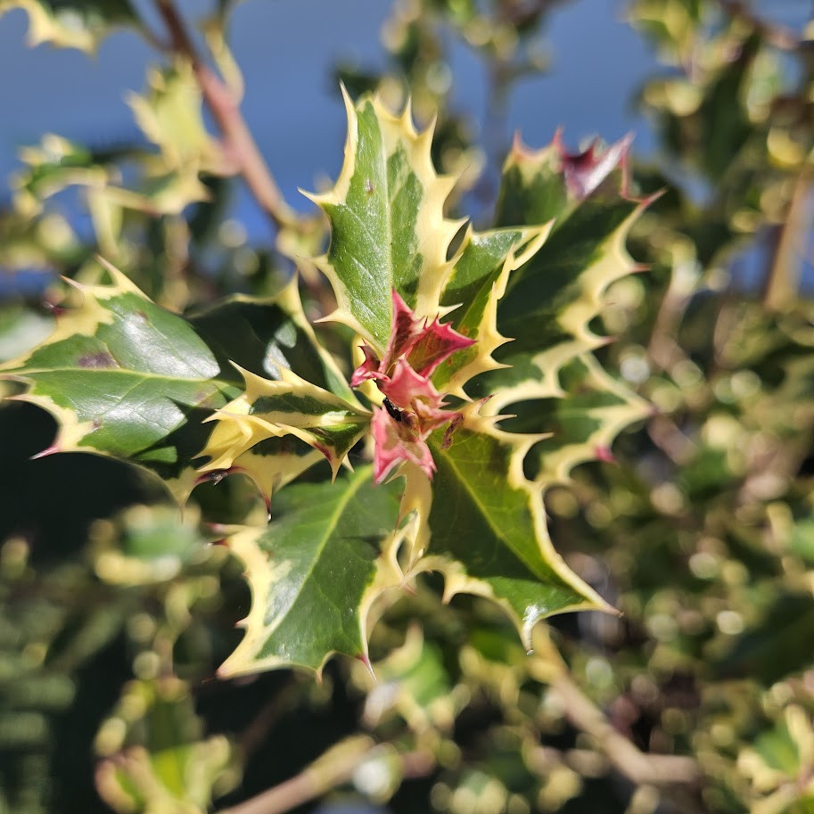 Ilex aquifolium ‘Argenteomarginata’ – Laur japonez variegat GLOB nr2, arbust veșnic verde decorativ