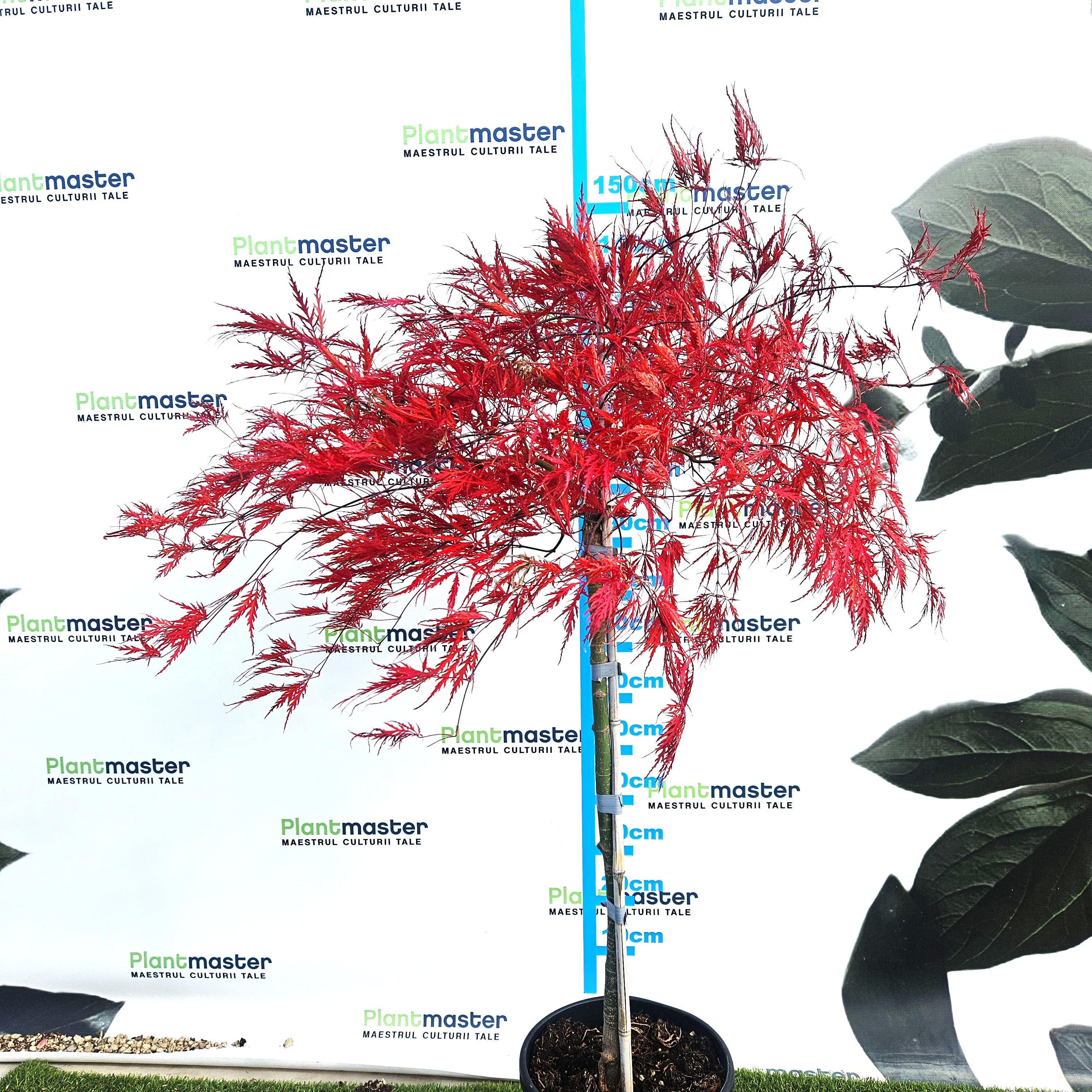 Acer palmatum Dissectum Garnet 1m – Arțar Japonez Pletos cu Frunziș Roșu-Purpuriu Spectaculos 🍁✨