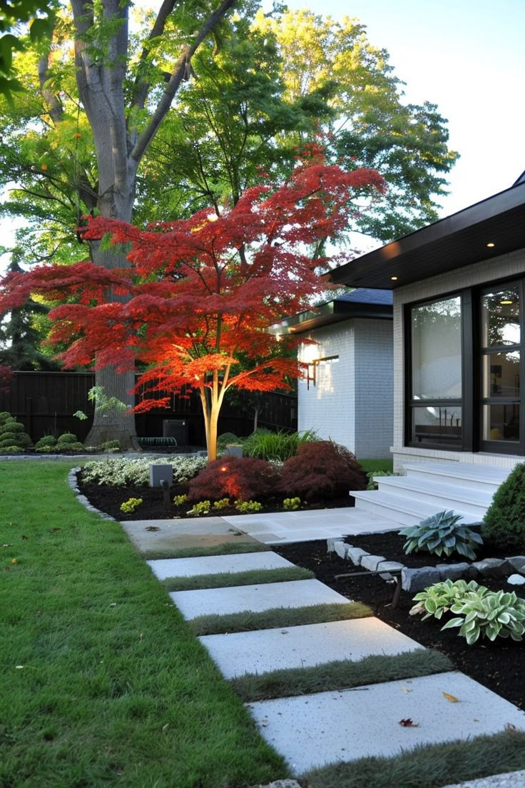 Acer palmatum Bloodgood 2M – Arțar Japonez cu Frunziș Roșu-Purpur 🍁🌿