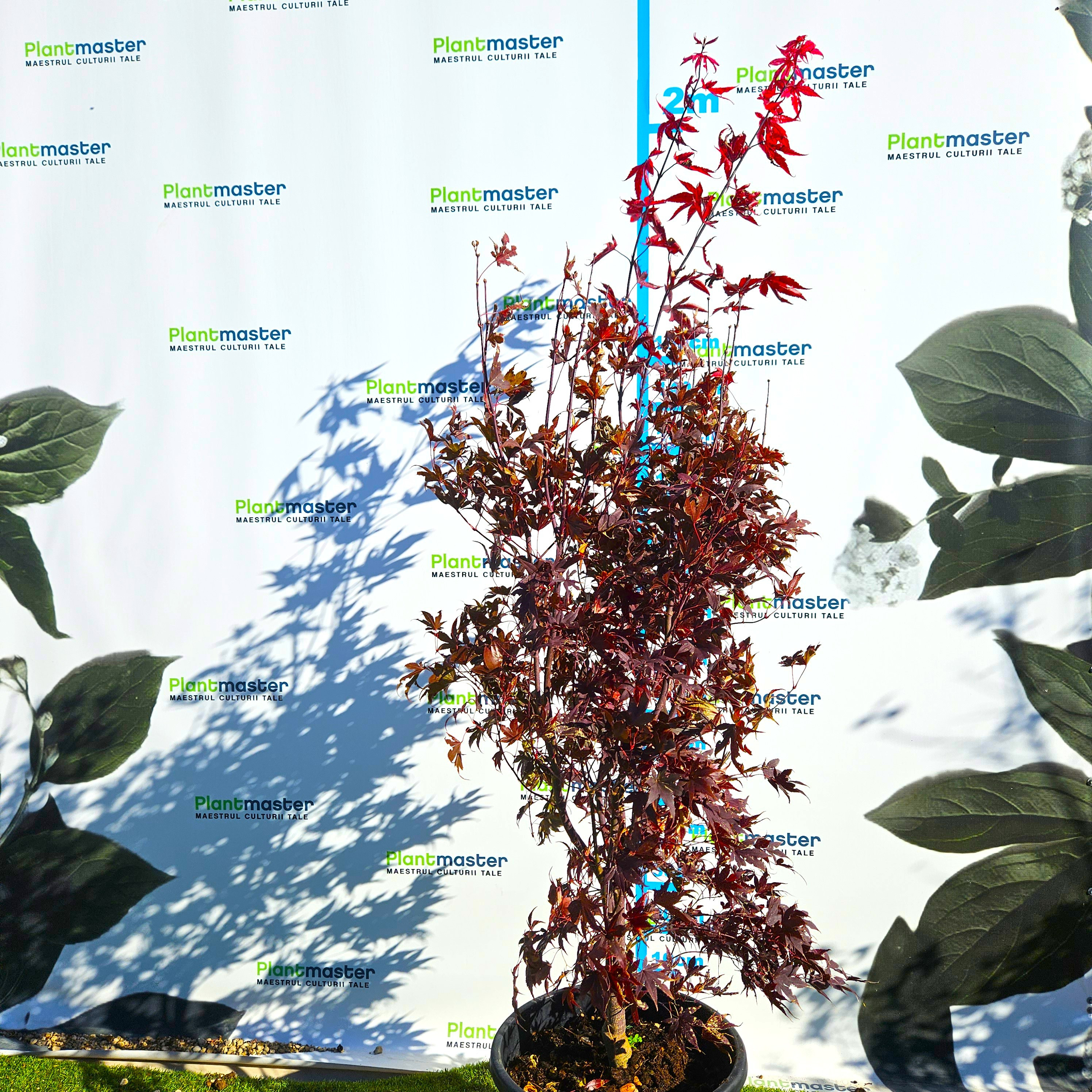Acer palmatum Bloodgood 2M – Arțar Japonez cu Frunziș Roșu-Purpur 🍁🌿