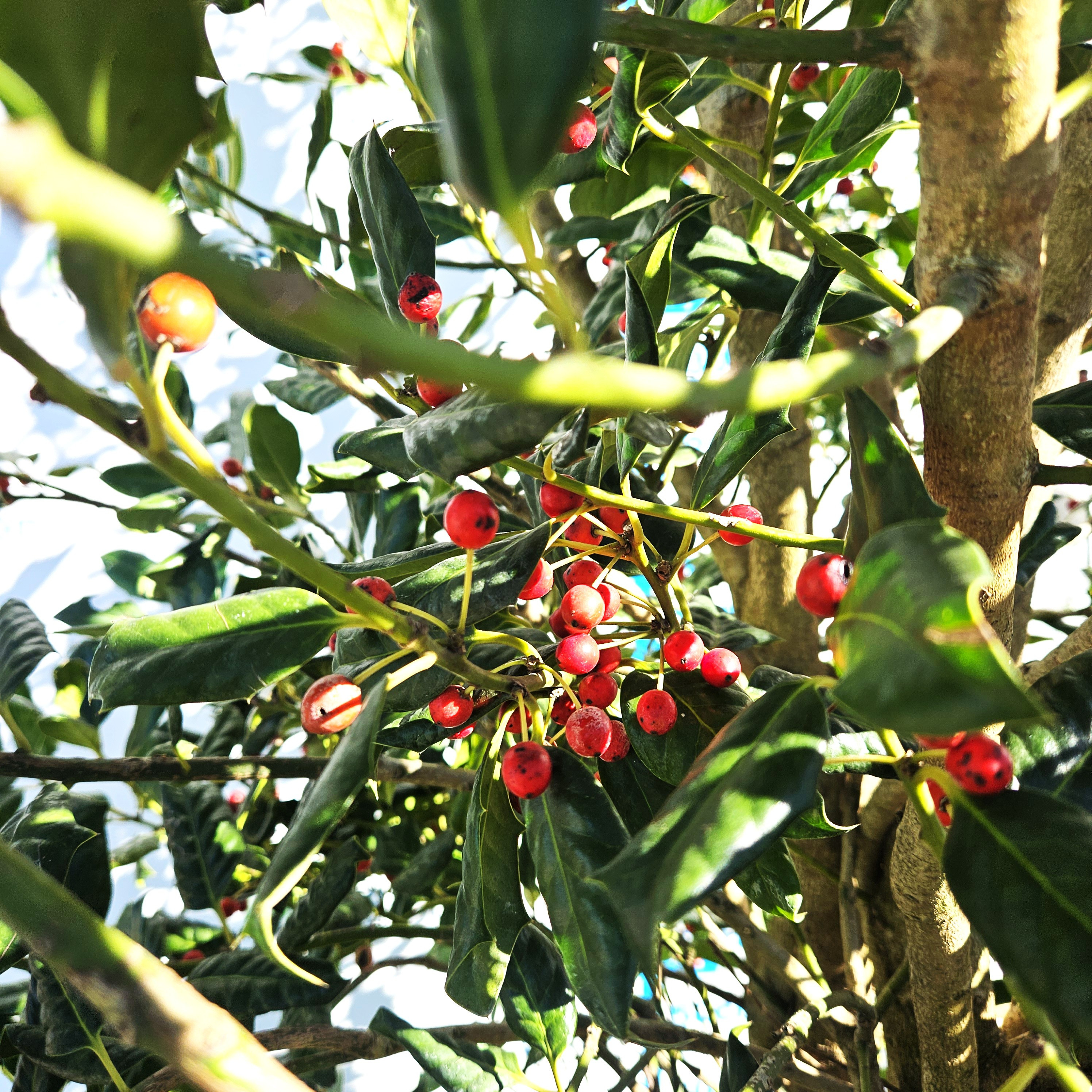 Ilex Nellie Stevens – Laur Japonez de 3 m Evergreen cu Frunziș Dens și Rezistență la Vânt 🌿✨