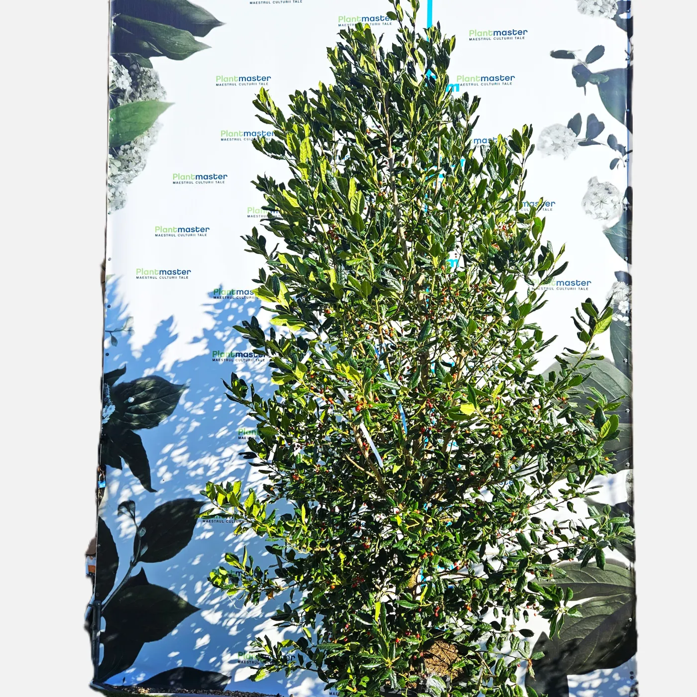 Ilex Nellie Stevens – Laur Japonez de 2.6 m Evergreen cu Frunziș Dens și Rezistență la Vânt 🌿✨