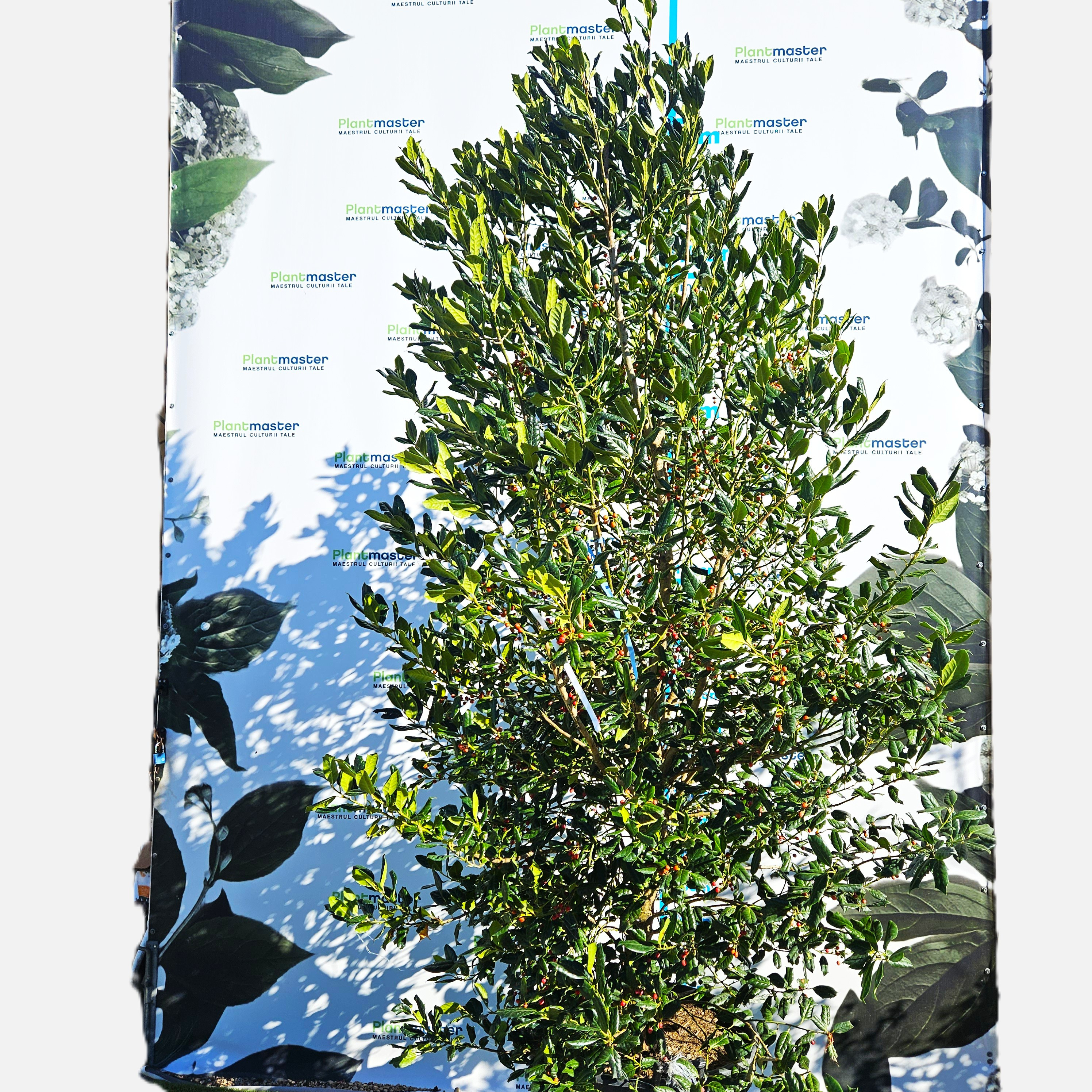 Ilex Nellie Stevens – Laur Japonez de 2.6 m Evergreen cu Frunziș Dens și Rezistență la Vânt 🌿✨