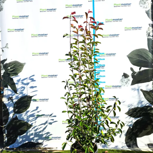 Photinia fraserii x Red robin XXL 170-200 cm