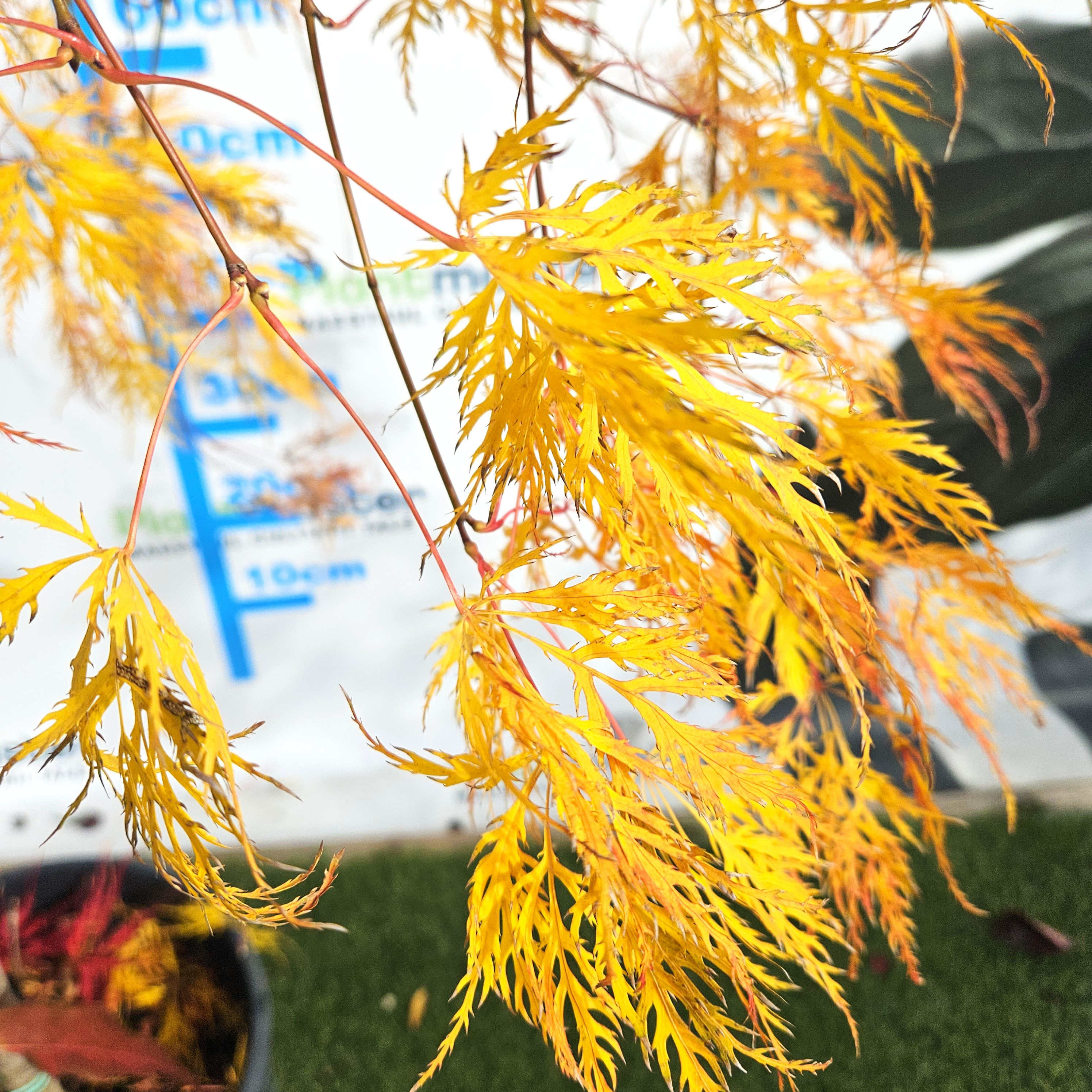 Acer palmatum Dissectum Garnet 60-80cm – Arțar Japonez Pletos cu Frunziș Verde Tomana Devine Galben-Prtocaliu Spectaculos 🍁✨