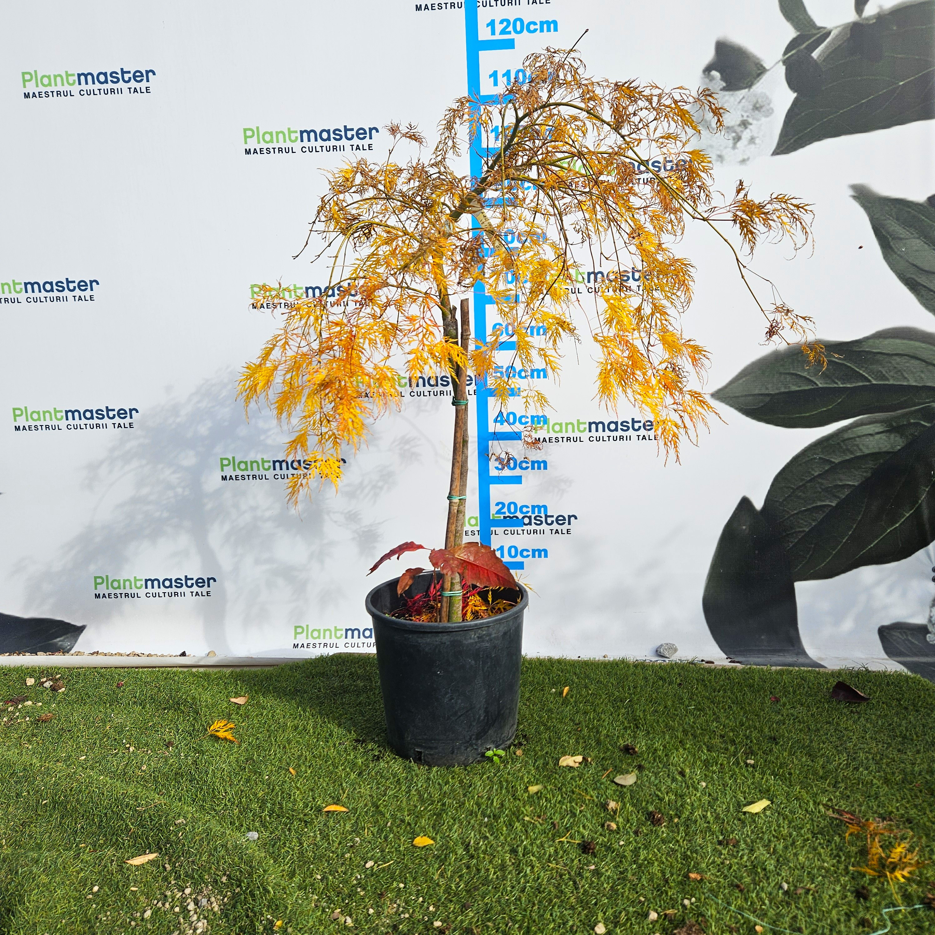 Acer palmatum Dissectum Garnet 60-80cm – Arțar Japonez Pletos cu Frunziș Verde Tomana Devine Galben-Prtocaliu Spectaculos 🍁✨