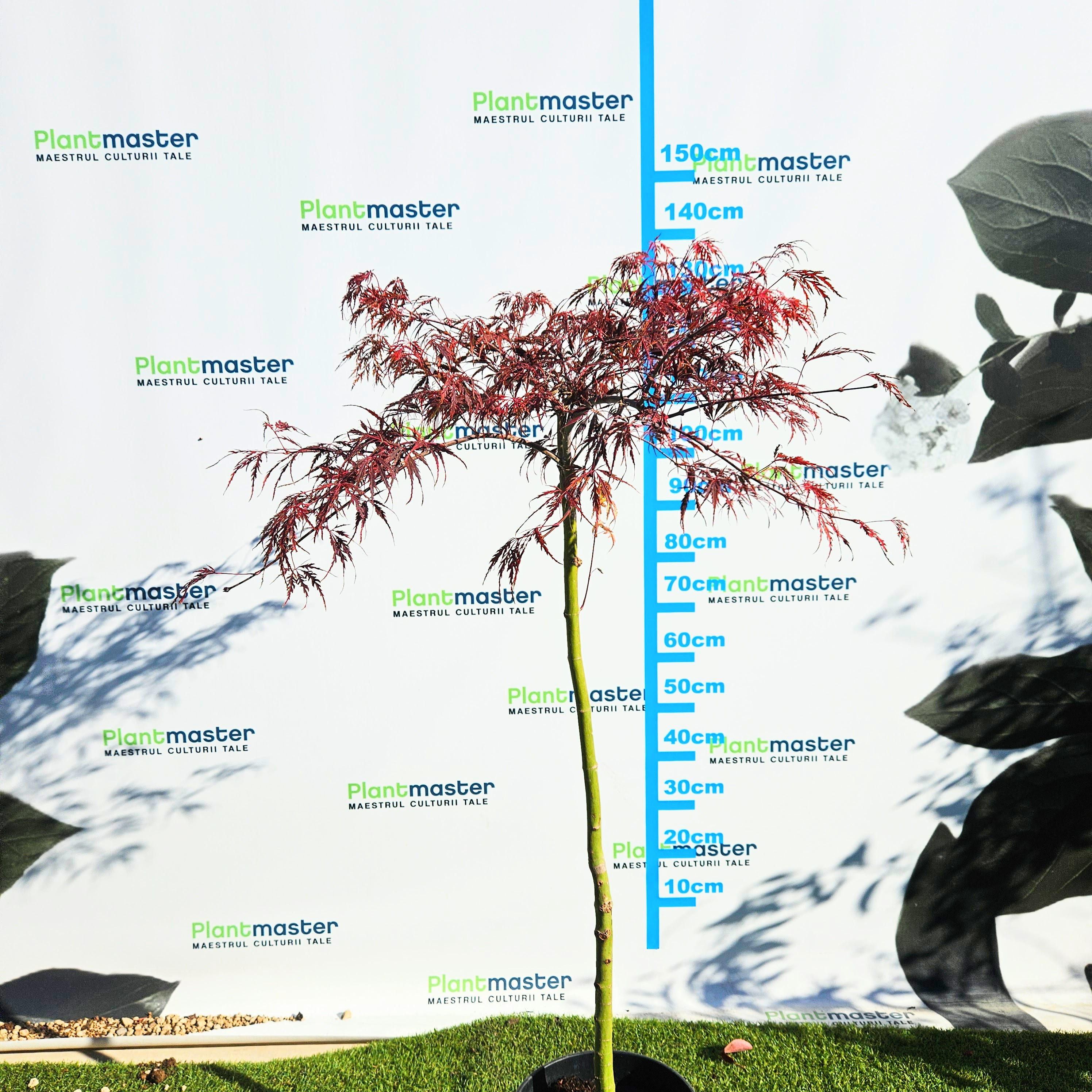 Acer palmatum Dissectum Garnet 60-80cm – Arțar Japonez Pletos cu Frunziș Roșu-Purpuriu Spectaculos 🍁✨