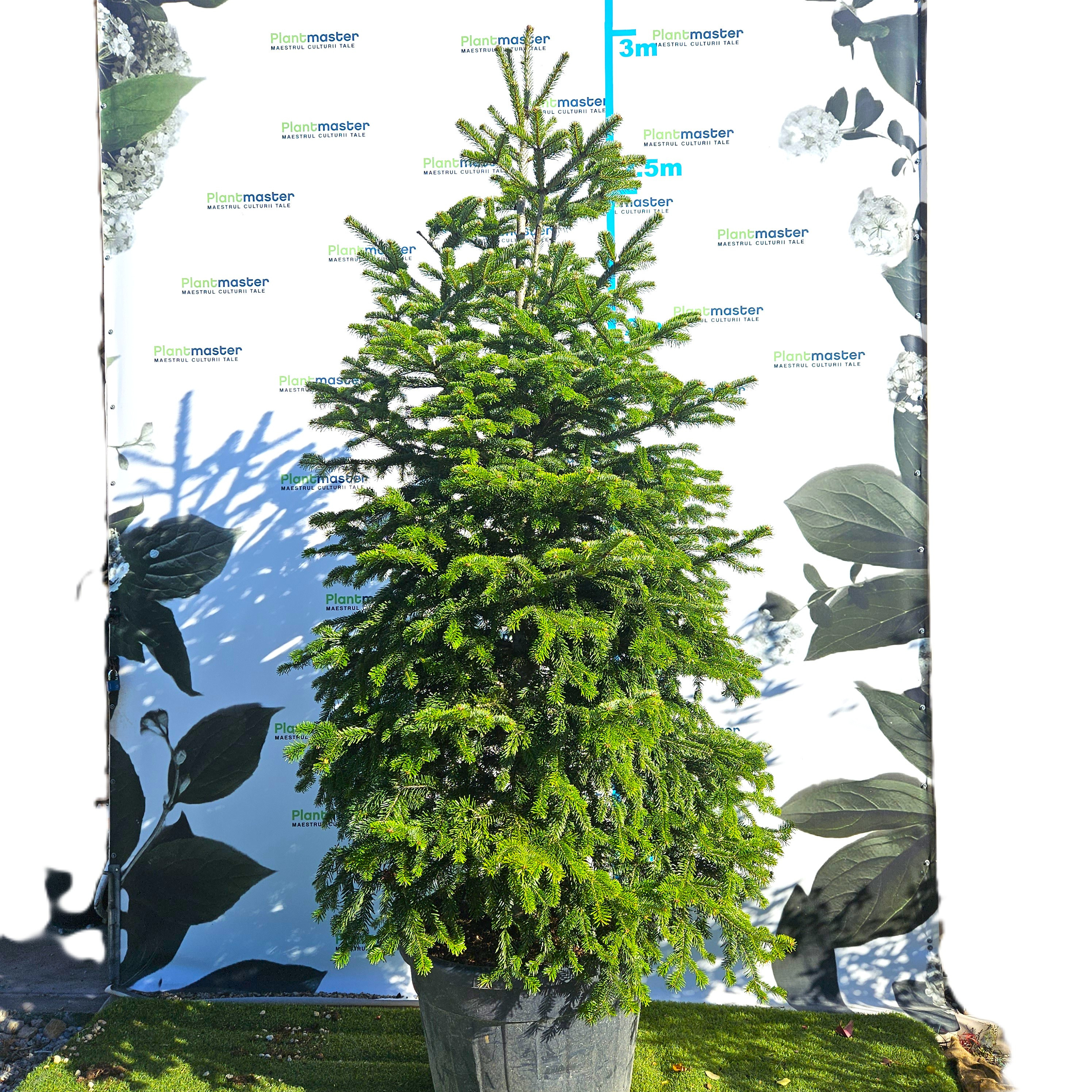🎄 Brad Normandian Superb – 2,5 m, crescut în ghiveci 🌲