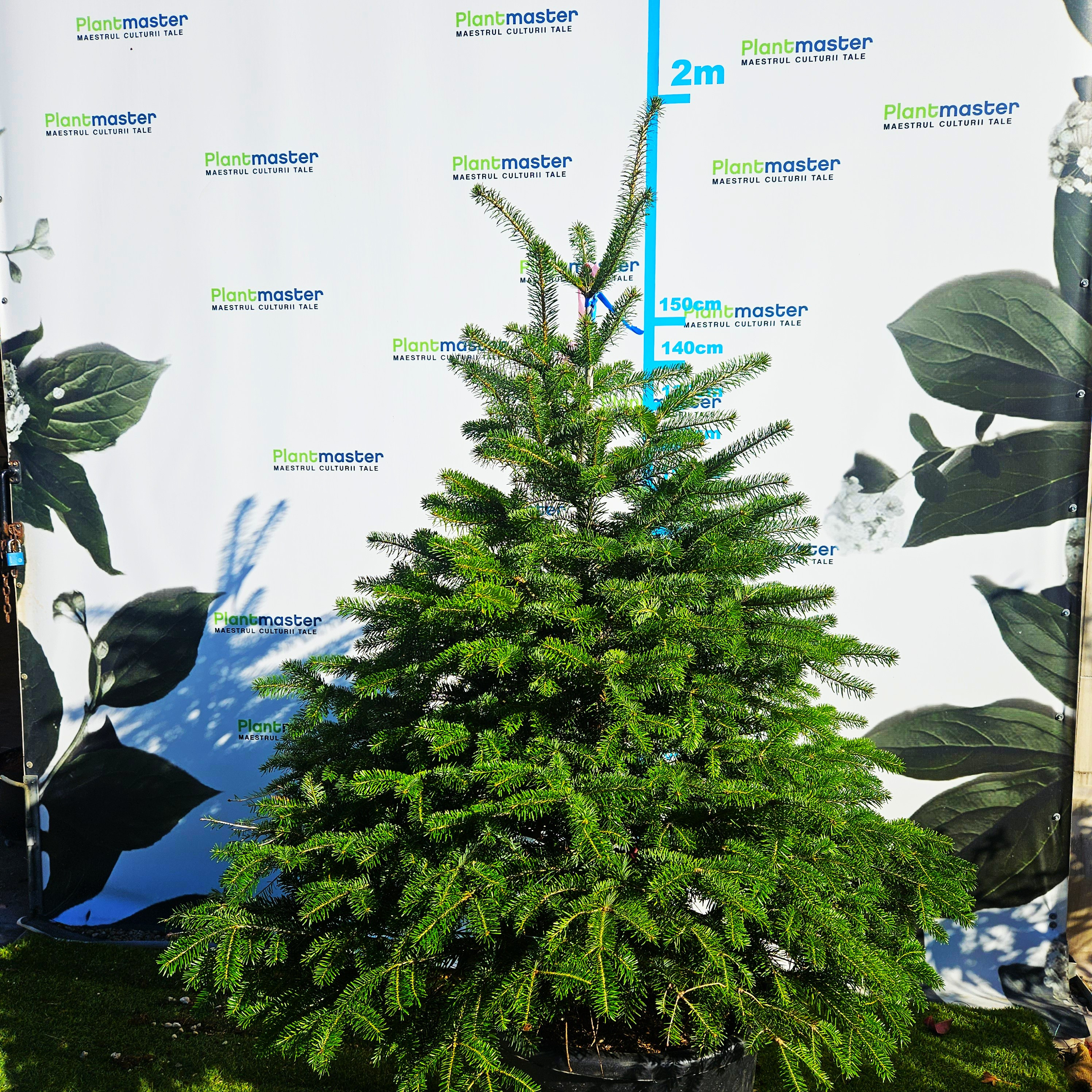 🎄 Brad Normandian Superb – 1,5 m, crescut în ghiveci 🌲