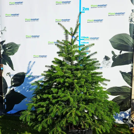 🎄 Brad Normandian Superb – 1,5 m, crescut în ghiveci 🌲