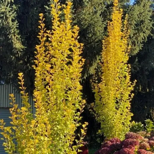 Ginkgo biloba – Arborele Pagodelor columnar 2,5m | copac ornamental rar