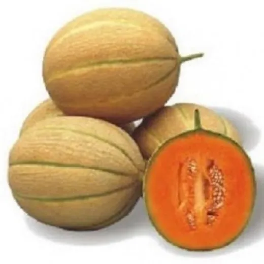 Seminte pepene Centro 1000 sem
