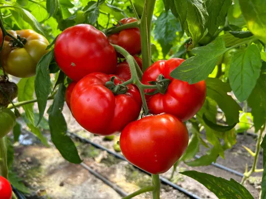 Seminte de Tomate Costared  RZ F1-1000 sem