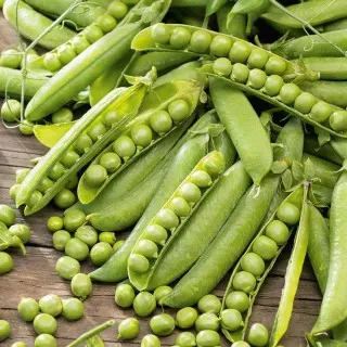 Seminte Mazare Kelvedon Wonder - 1 kg