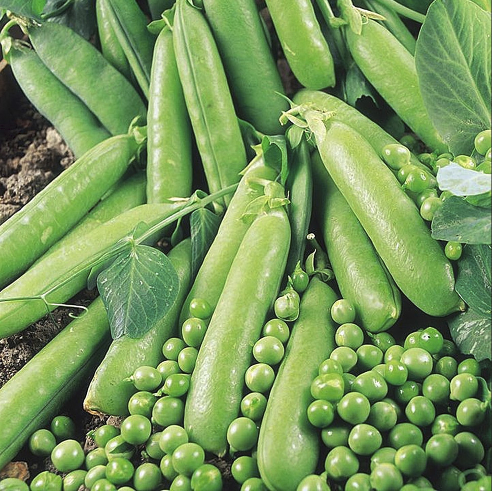 Seminte de Mazare Avola 1 kg