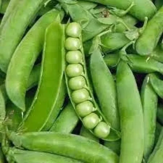 Seminte de mazare Oskar - 500 gr