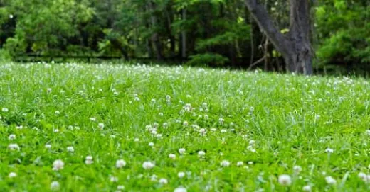 Trifoi Alb Pitic Rivendel DLF 1KG – Semințe Trifolium repens pentru Gazon Rezistent și Întreținere Redusă