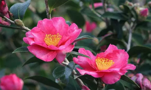 Camellia japonica ‘California’ 70–80 cm – Camelia Japoneză cu Flori Roz | Arbust Veșnic Verde pentru Grădină