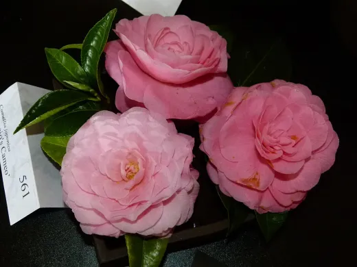 Camellia japonica ‘Nuccio's Cameo’ 70–80 cm – Camelia Japoneză cu Flori Roz Duble | Arbust Veșnic Verde pentru Grădină