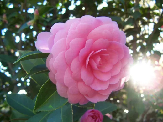 Camellia japonica ‘otome’ 70–80 cm – Camelia Japoneză cu Flori Roz Pal | Arbust Veșnic Verde pentru Grădină