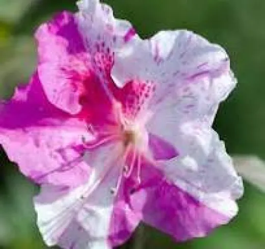 Azalea ‘Autumn Twist’ Encore® superb 30l – Azalee Japoneză cu Flori Roz-Alb | Arbust Ornamental cu Înflorire Repetată