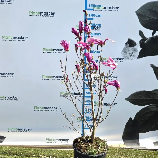 Magnolia Susan Tufă 100–110 cm – Magnolia stellata hibrid, Flori Roz-Violet, Arbust Decorativ