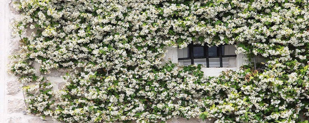 Iasomie Stelară 50cm – Plantă Căţărătoare Perenă cu Flori Parfumate, Rezistentă la Îngheț 🌿✨