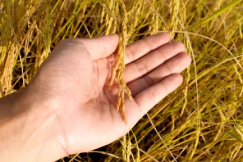 Îngrășământ natural și alternative
