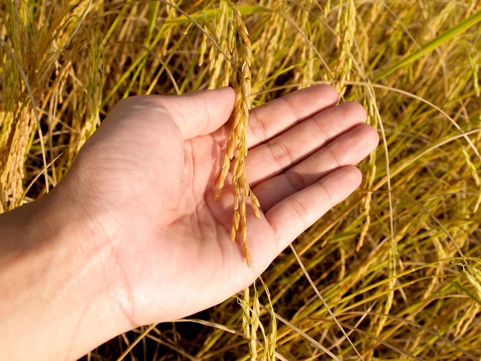 Îngrășământ natural și alternative