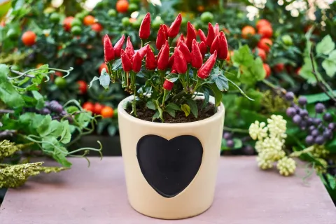 Află ce semințe poți planta în ghiveci