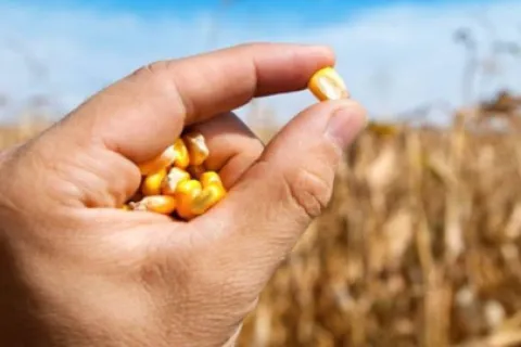 De unde comanzi semințe pentru plante și culturi agricole?