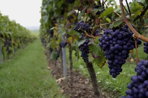 Vița de vie: Ghid complet pentru plantare, întreținere și tăiere