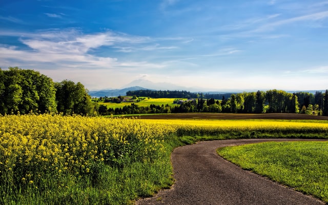 Care sunt cele mai dăunătoare insecte pentru agricultură